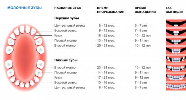 Схема прорезывания зубов