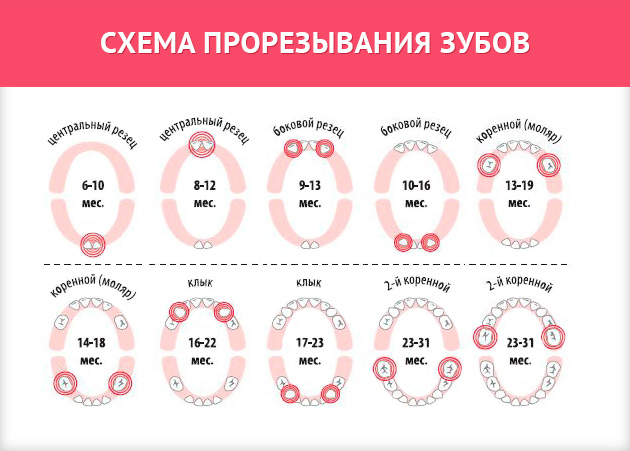 Схема прорезывания зубов