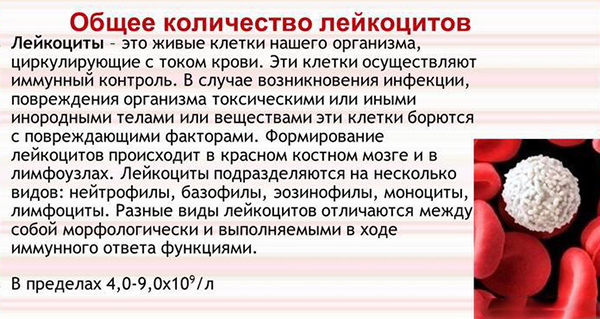лейкоциты