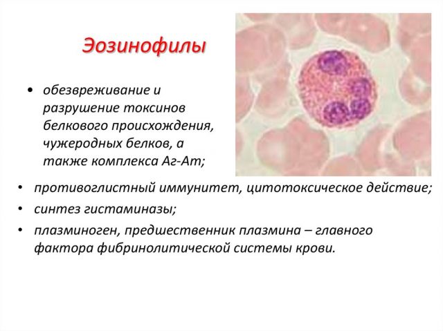 эозинофилы