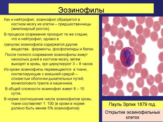 эозинофилы
