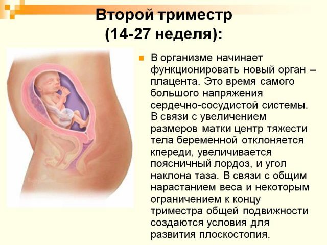 2й триместр