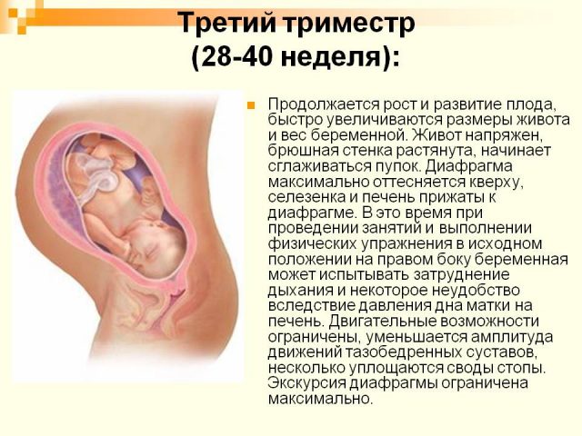 3й триместр